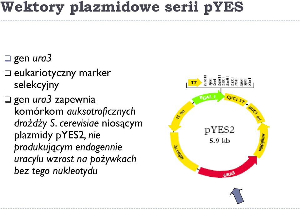 drożdży S.