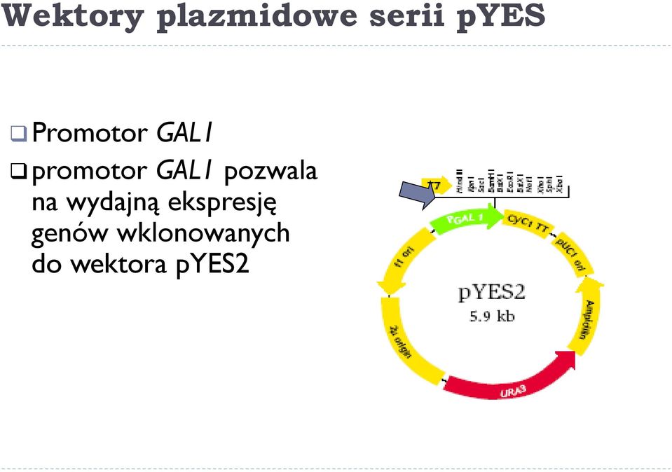 pozwala na wydajną ekspresję