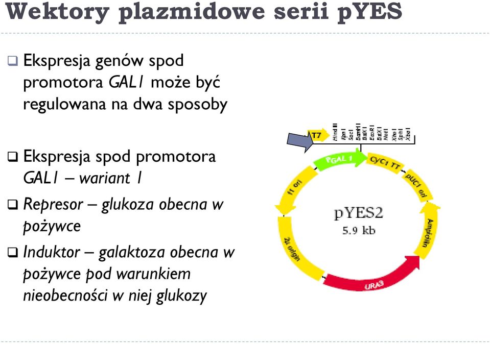 promotora GAL1 wariant 1 Represor glukoza obecna w pożywce