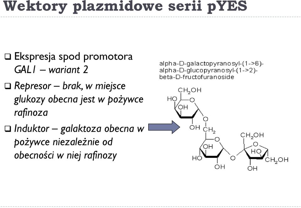 glukozy obecna jest w pożywce rafinoza Induktor