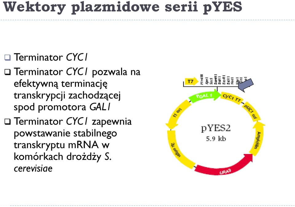 zachodzącej spod promotora GAL1 Terminator CYC1 zapewnia