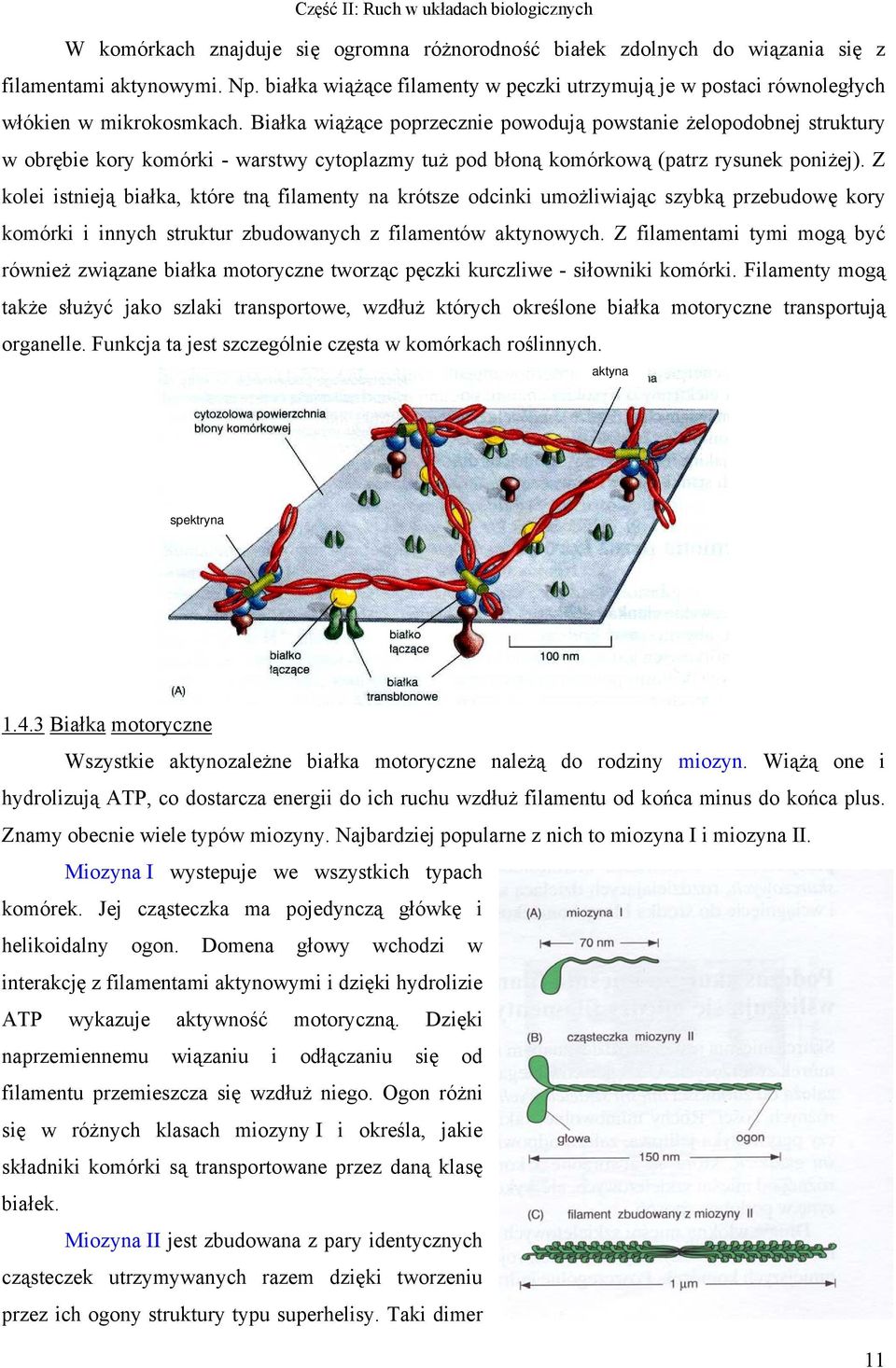 Białka wiążące poprzecznie powodują powstanie żelopodobnej struktury w obrębie kory komórki - warstwy cytoplazmy tuż pod błoną komórkową (patrz rysunek poniżej).