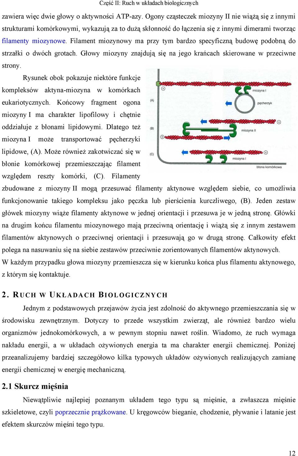 Filament miozynowy ma przy tym bardzo specyficzną budowę podobną do strzałki o dwóch grotach. Głowy miozyny znajdują się na jego krańcach skierowane w przeciwne strony.