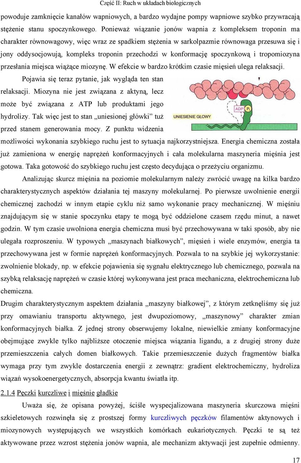 w konformację spoczynkową i tropomiozyna przesłania miejsca wiążące miozynę. W efekcie w bardzo krótkim czasie mięsień ulega relaksacji. Pojawia się teraz pytanie, jak wygląda ten stan relaksacji.