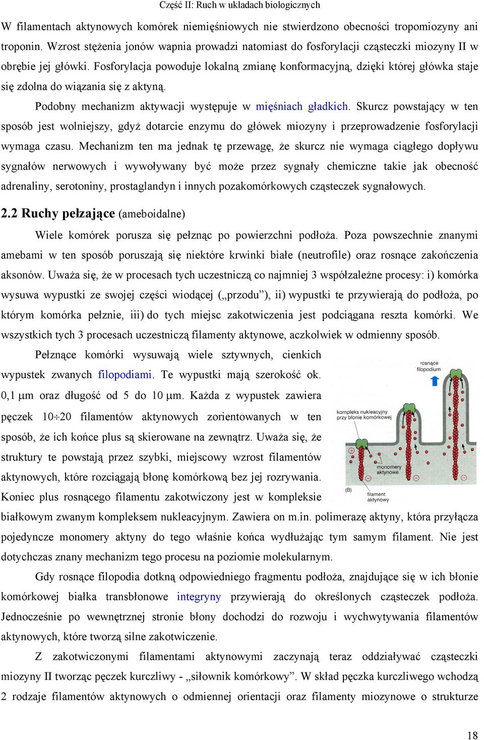 Fosforylacja powoduje lokalną zmianę konformacyjną, dzięki której główka staje się zdolna do wiązania się z aktyną. Podobny mechanizm aktywacji występuje w mięśniach gładkich.