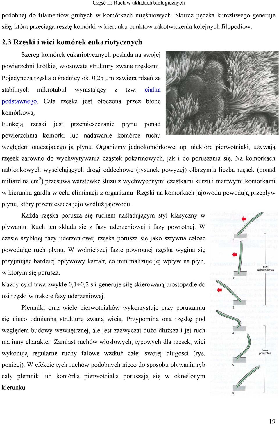 0,25 µm zawiera rdzeń ze stabilnych mikrotubul wyrastający z tzw. ciałka podstawnego. Cała rzęska jest otoczona przez błonę komórkową.