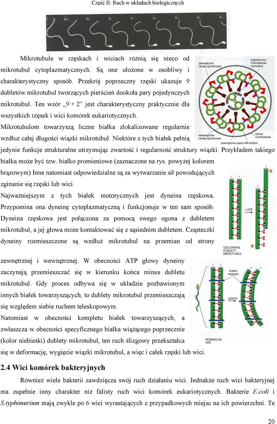 Ten wzór 9 + 2 jest charakterystyczny praktycznie dla wszystkich rzęsek i wici komórek eukariotycznych.