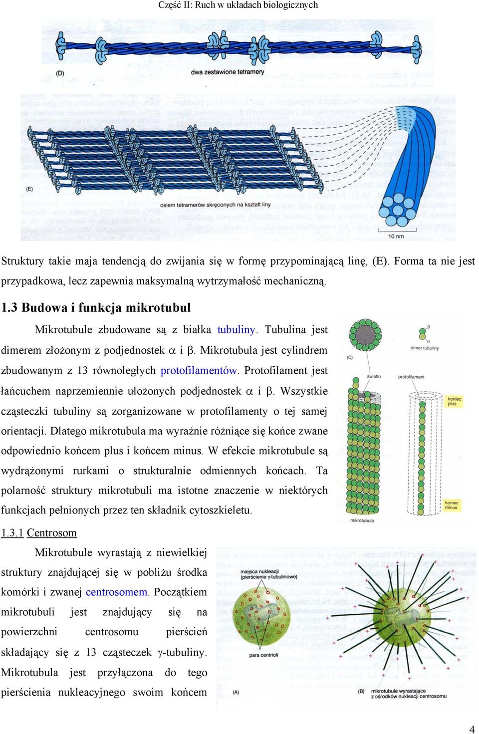 Protofilament jest łańcuchem naprzemiennie ułożonych podjednostek α i β. Wszystkie cząsteczki tubuliny są zorganizowane w protofilamenty o tej samej orientacji.