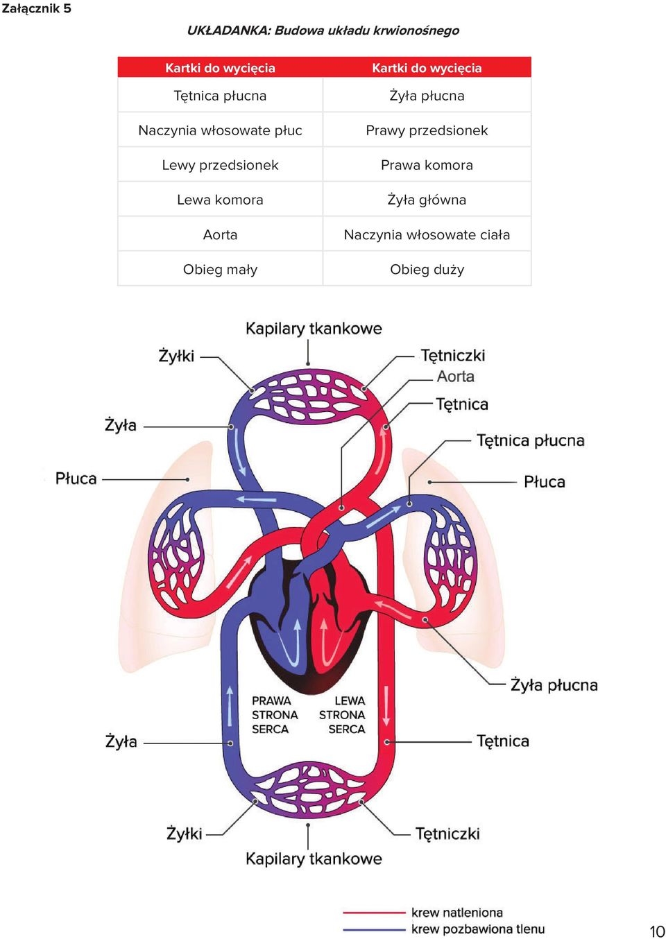 Lewa komora Aorta Obieg mały Kartki do wycięcia Żyła płucna Prawy