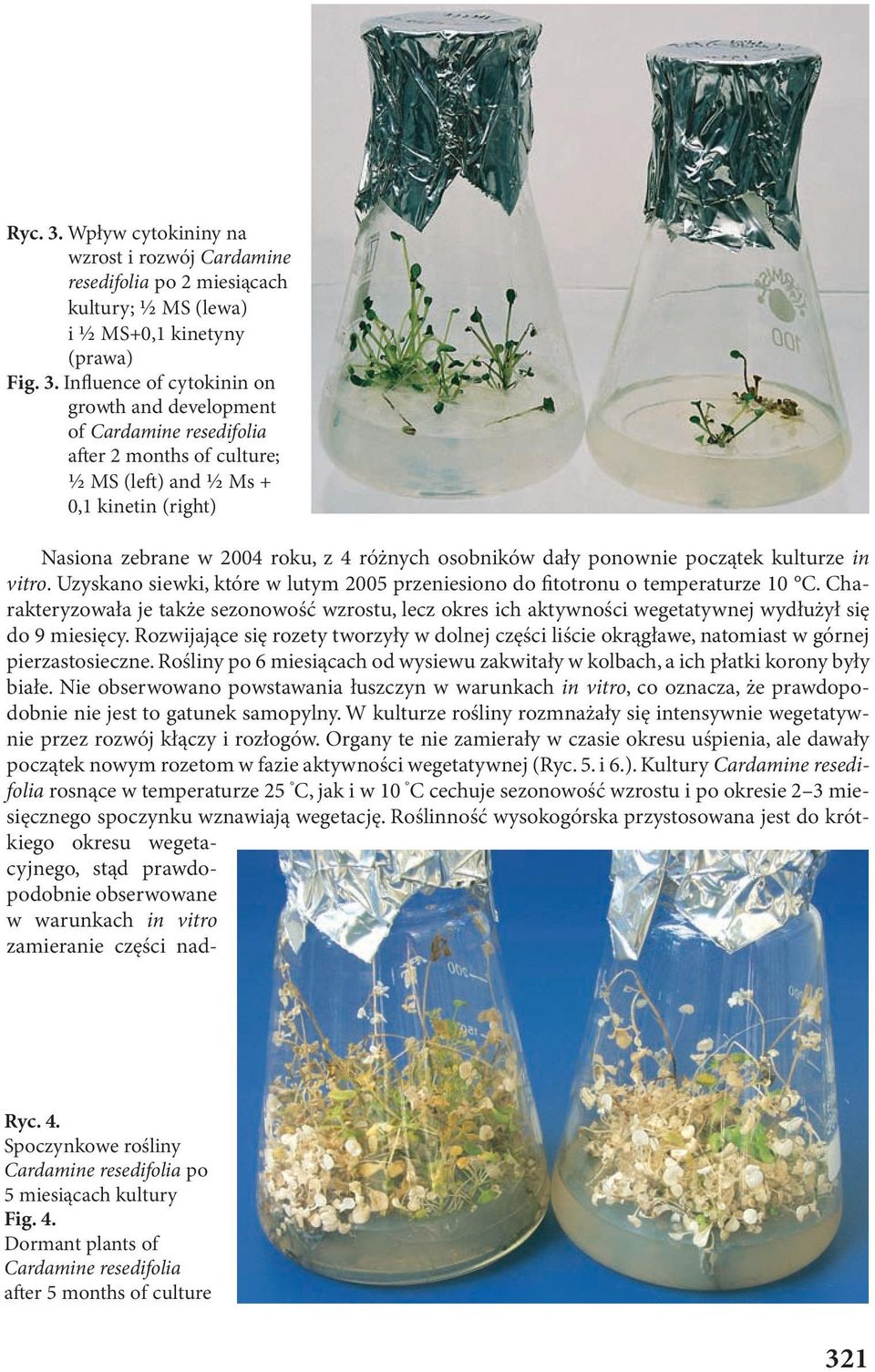 Influence of cytokinin on growth and development of Cardamine resedifolia a er 2 months of culture; 1 2 MS (le ) and 1 2 Ms + 0,1 kinetin (right) Nasiona zebrane w 2004 roku, z 4 różnych osobników