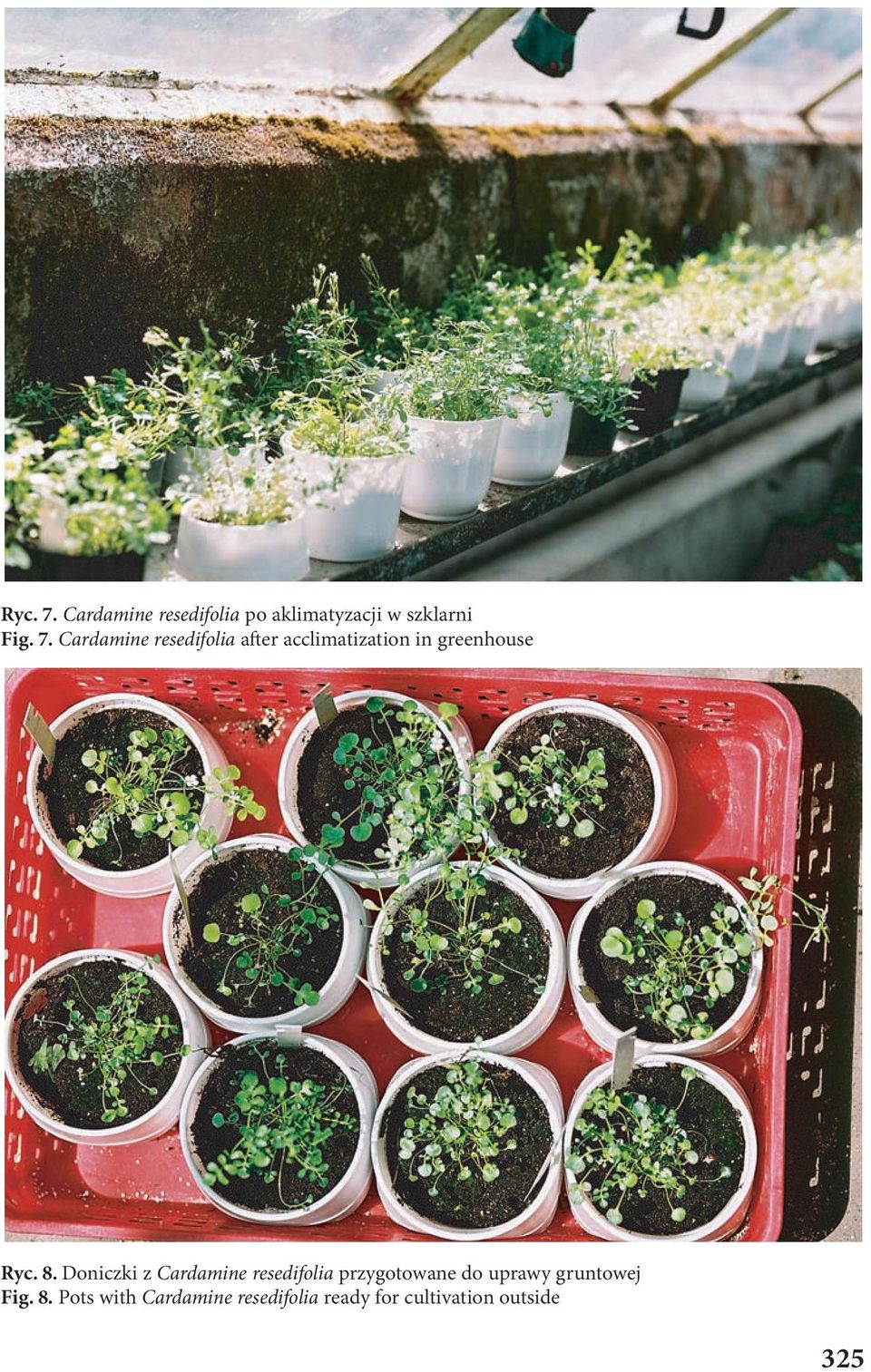 Cardamine resedifolia a er acclimatization in greenhouse Ryc. 8.
