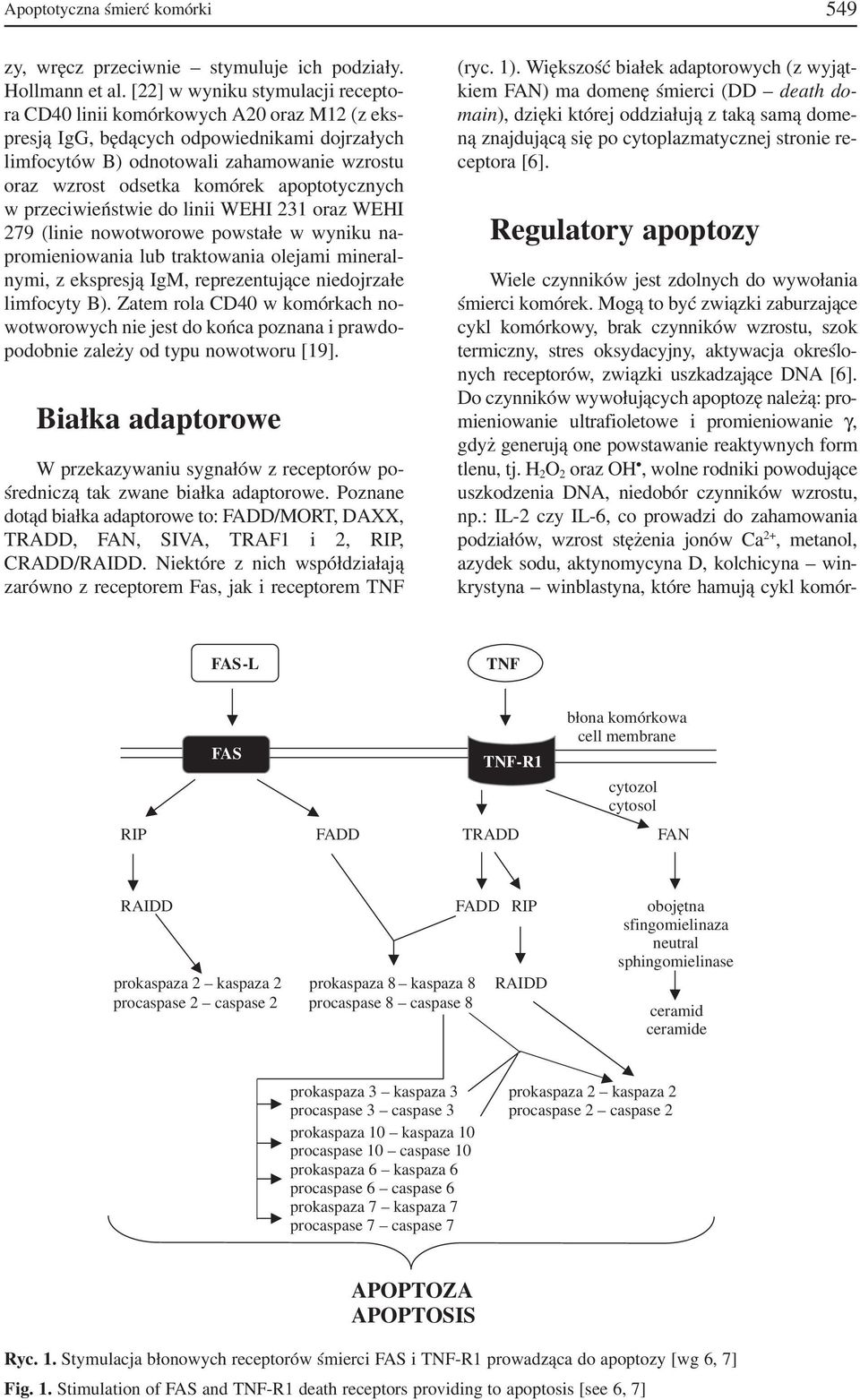apoptotycznych w przeciwieństwie do linii WEHI 231 oraz WEHI 279 (linie nowotworowe powstałe w wyniku na promieniowania lub traktowania olejami mineral nymi, z ekspresją IgM, reprezentujące