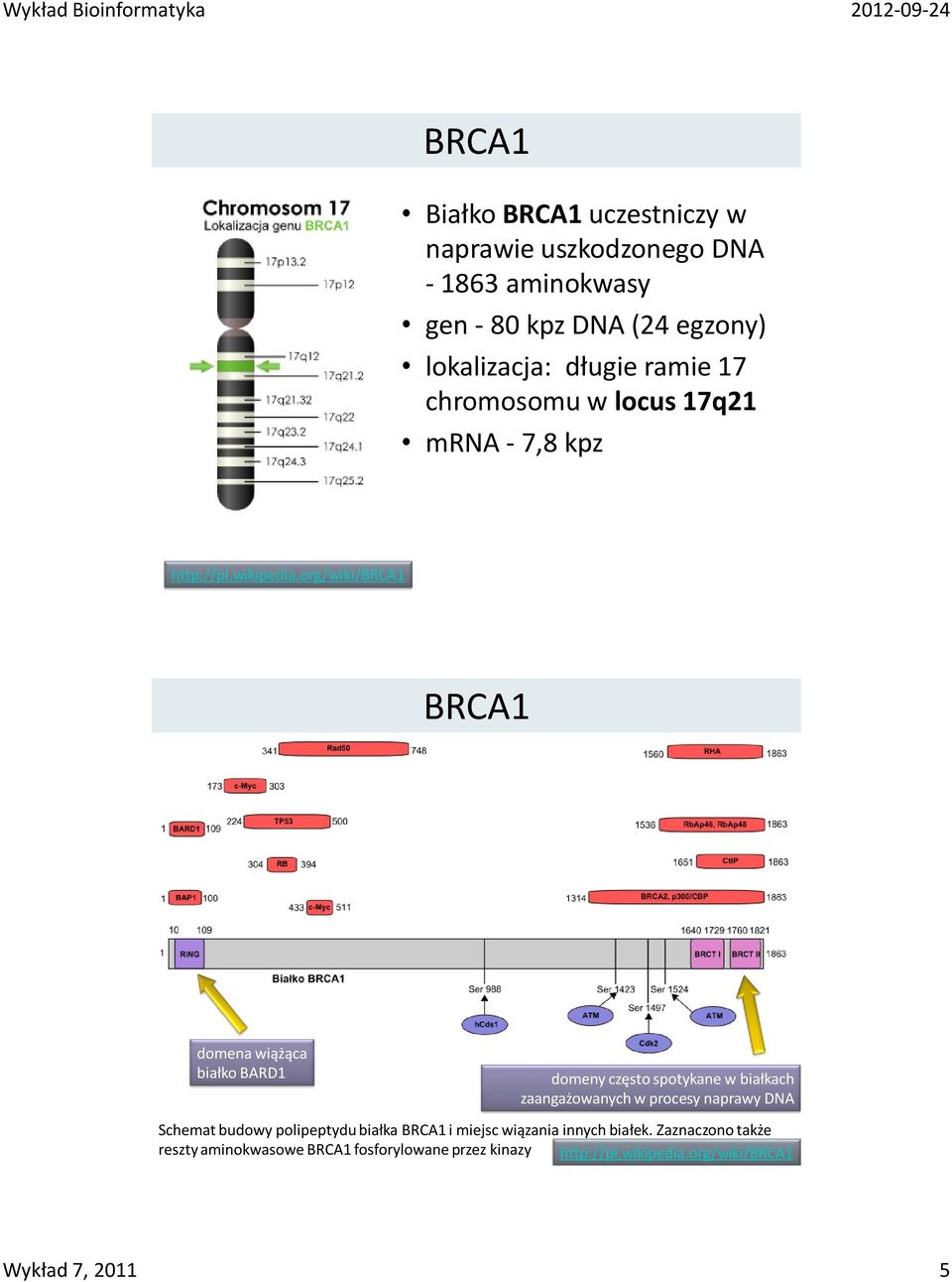 org/wiki/brca1 BRCA1 domena wiążąca białko BARD1 domeny często spotykane w białkach zaangażowanych w procesy naprawy DNA
