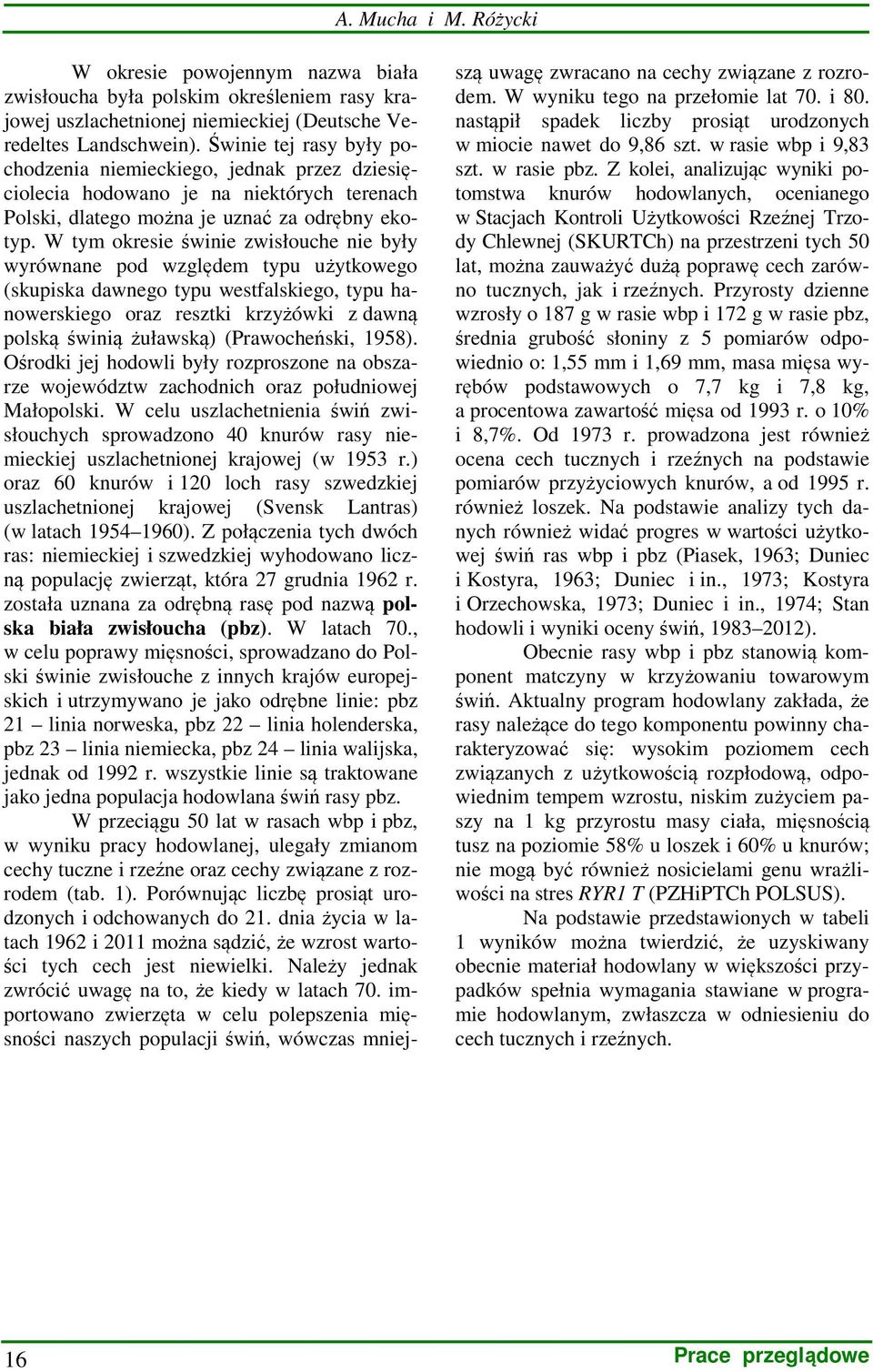 W tym okresie świnie zwisłouche nie były wyrównane pod względem typu użytkowego (skupiska dawnego typu westfalskiego, typu hanowerskiego oraz resztki krzyżówki z dawną polską świnią żuławską)