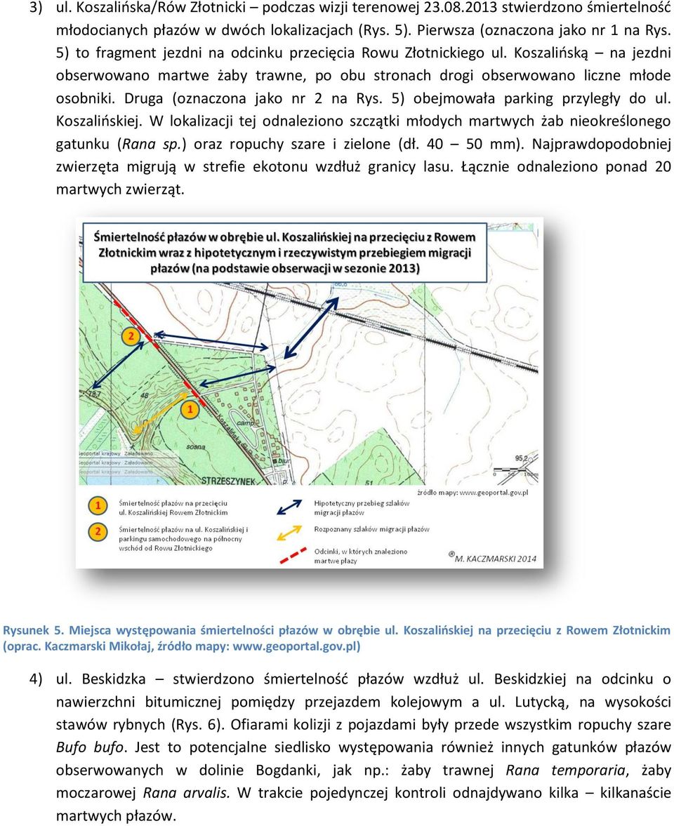 Druga (oznaczona jako nr 2 na Rys. 5) obejmowała parking przyległy do ul. Koszalińskiej. W lokalizacji tej odnaleziono szczątki młodych martwych żab nieokreślonego gatunku (Rana sp.