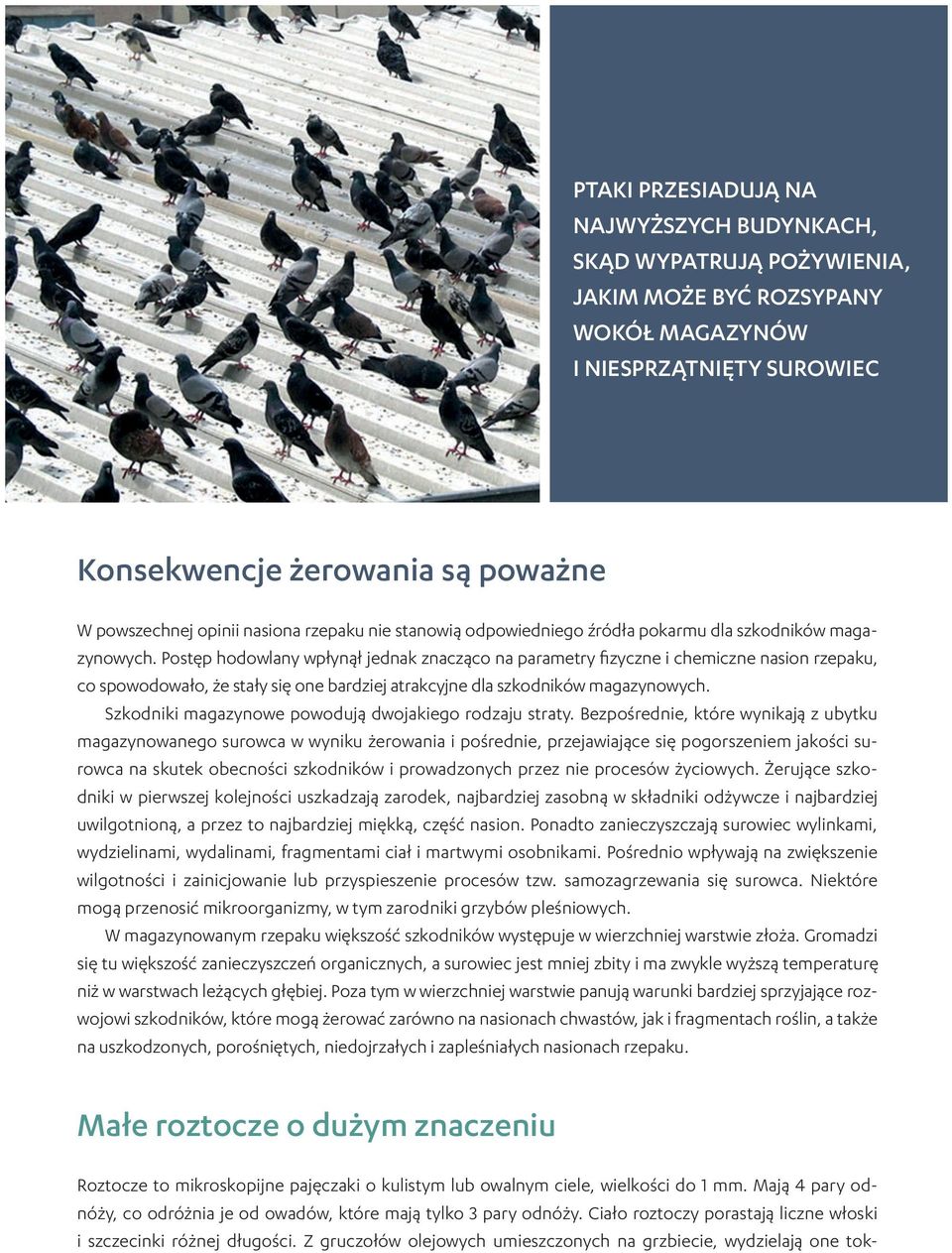 Postęp hodowlany wpłynął jednak znacząco na parametry fizyczne i chemiczne nasion rzepaku, co spowodowało, że stały się one bardziej atrakcyjne dla szkodników magazynowych.