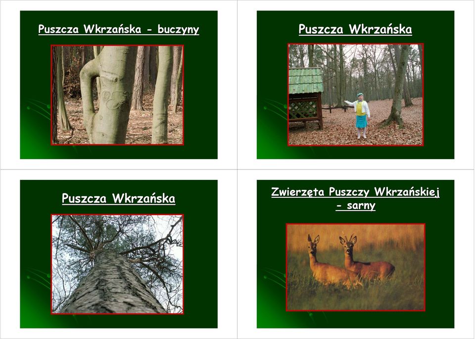 Puszcza Wkrzańska