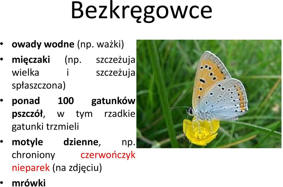 gatunków pszczół, w tym rzadkie gatunki trzmieli motyle