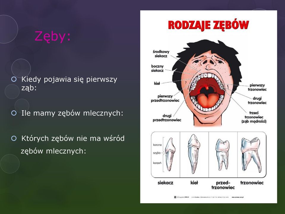 zębów mlecznych: Których