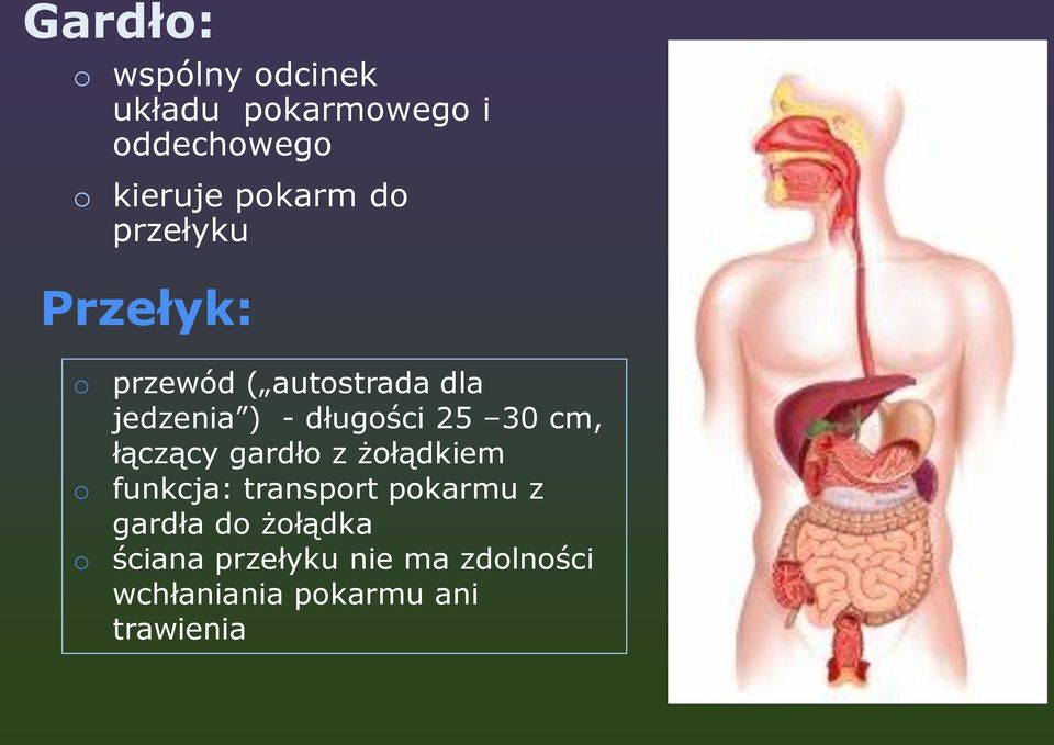 długości 25 30 cm, łączący gardło z żołądkiem o funkcja: transport pokarmu