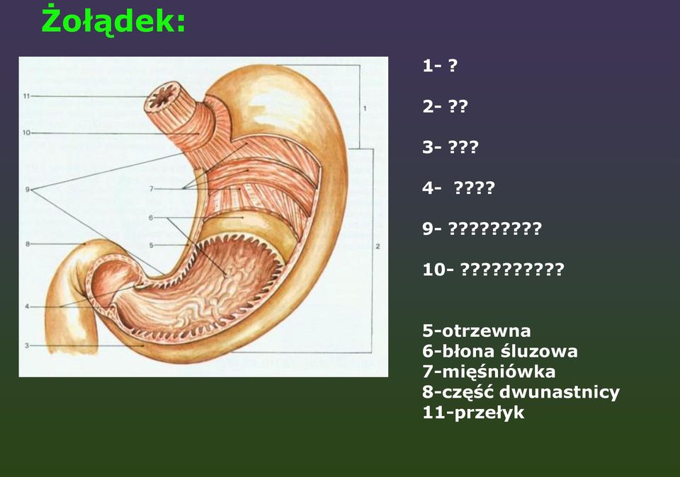 ????????? 5-otrzewna 6-błona