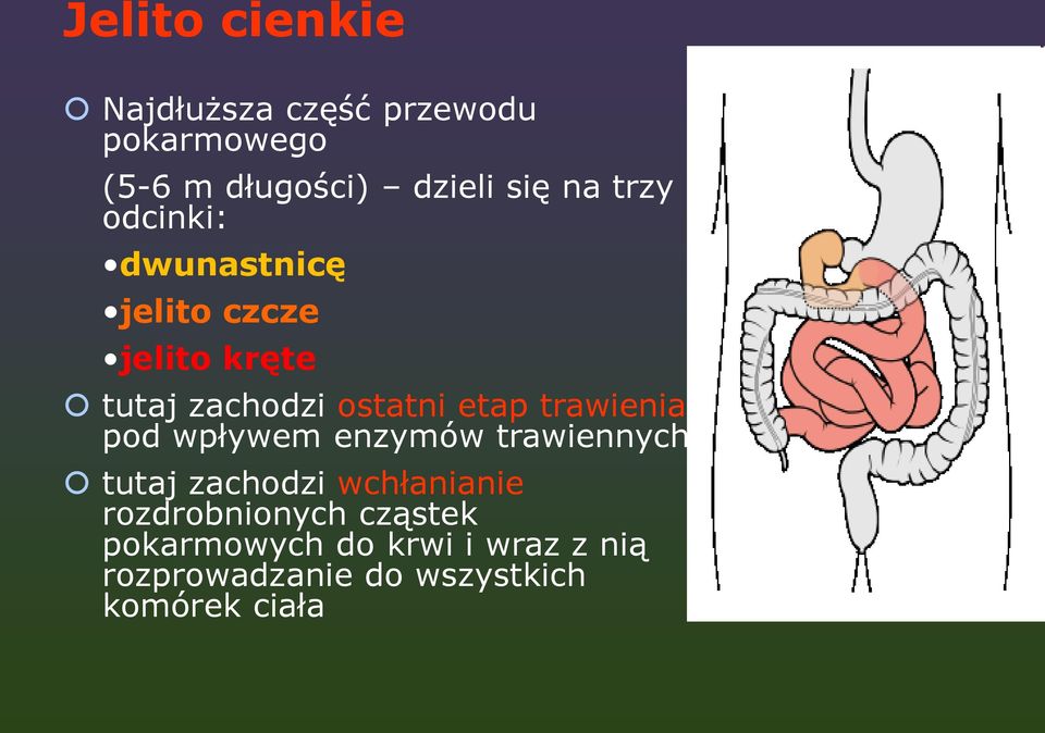 trawienia pod wpływem enzymów trawiennych tutaj zachodzi wchłanianie