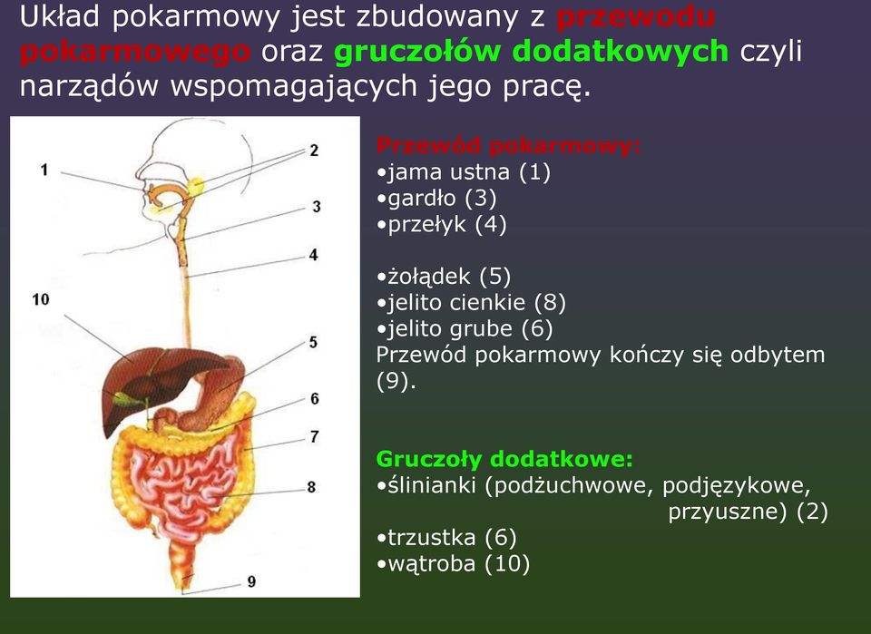 Przewód pokarmowy: jama ustna (1) gardło (3) przełyk (4) żołądek (5) jelito cienkie (8)