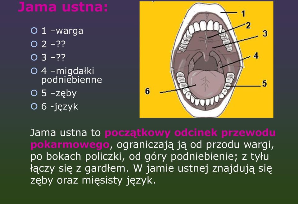 odcinek przewodu pokarmowego, ograniczają ją od przodu wargi, po