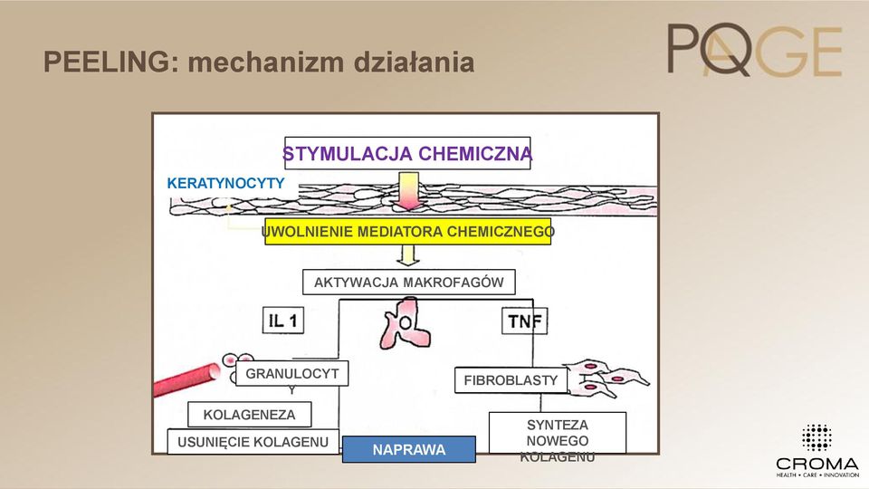 CHEMICZNEGO AKTYWACJA MAKROFAGÓW GRANULOCYT Y