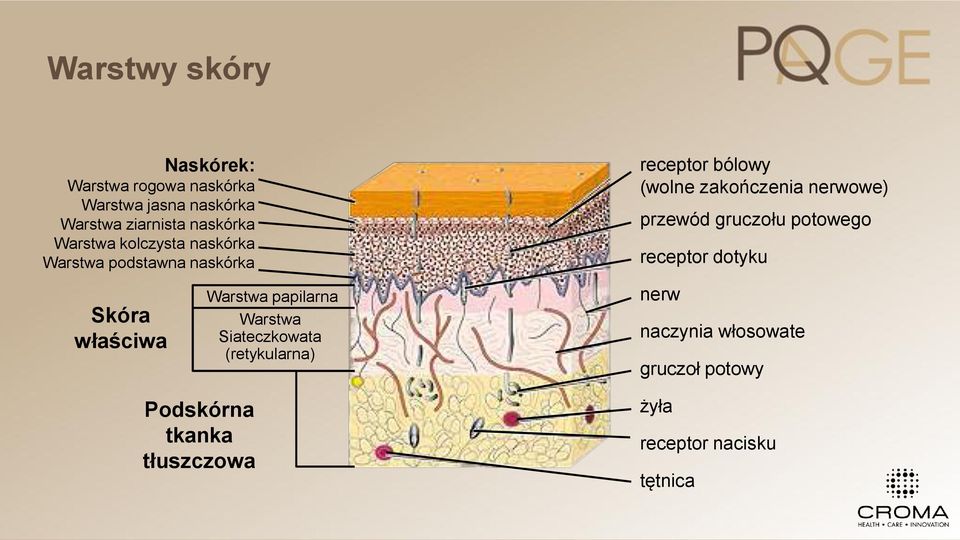 Warstwa papilarna Warstwa Siateczkowata (retykularna) receptor bólowy (wolne zakończenia nerwowe)
