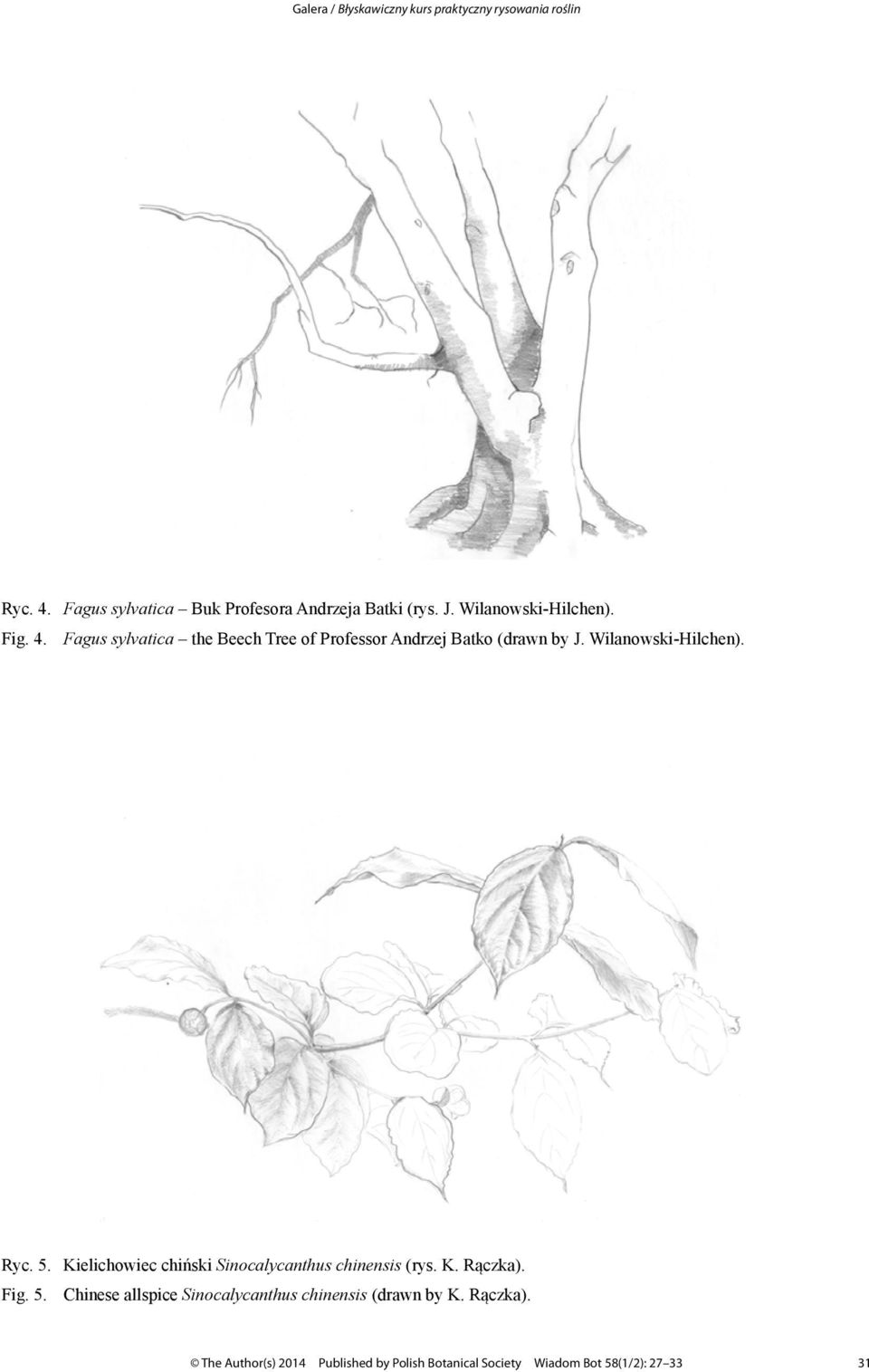 Wilanowski-Hilchen). Ryc. 5. Kielichowiec chiński Sinocalycanthus chinensis (rys. K. Rączka). Fig. 5. Chinese allspice Sinocalycanthus chinensis (drawn by K.