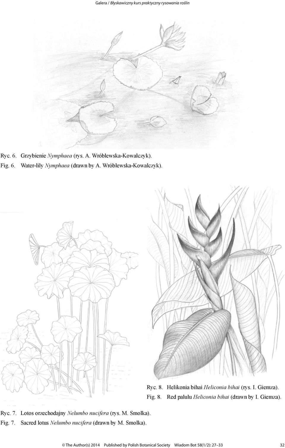 Giemza). Ryc. 7. Lotos orzechodajny Nelumbo nucifera (rys. M. Smolka). Fig. 7. Sacred lotus Nelumbo nucifera (drawn by M.