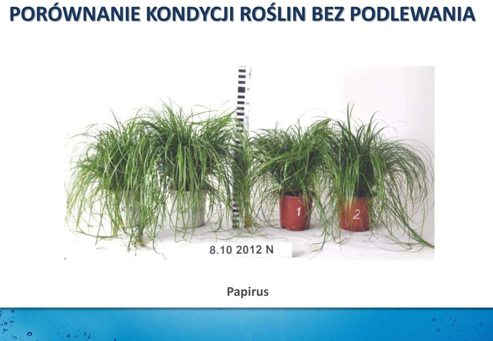ROŚLIN BEZ
