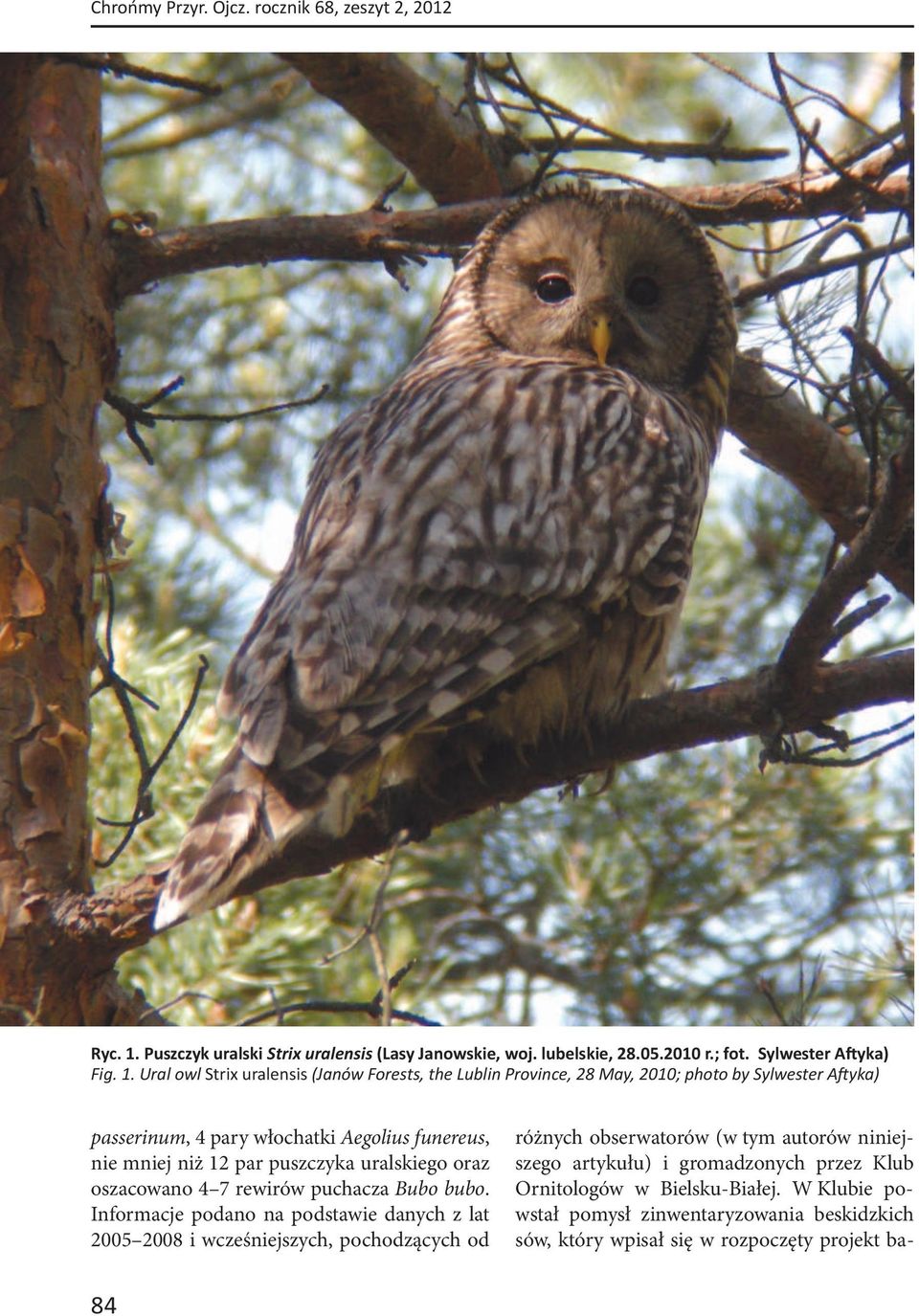 Ural owl Strix uralensis (Janów Forests, the Lublin Province, 28 May, 2010; photo by Sylwester A yka) passerinum, 4 pary włochatki Aegolius funereus, nie mniej niż 12 par