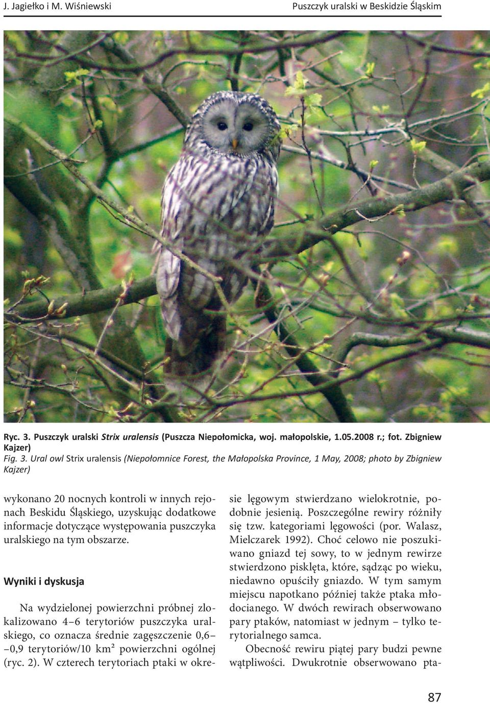 Ural owl Strix uralensis (Niepołomnice Forest, the Małopolska Province, 1 May, 2008; photo by Zbigniew Kajzer) wykonano 20 nocnych kontroli w innych rejonach Beskidu Śląskiego, uzyskując dodatkowe