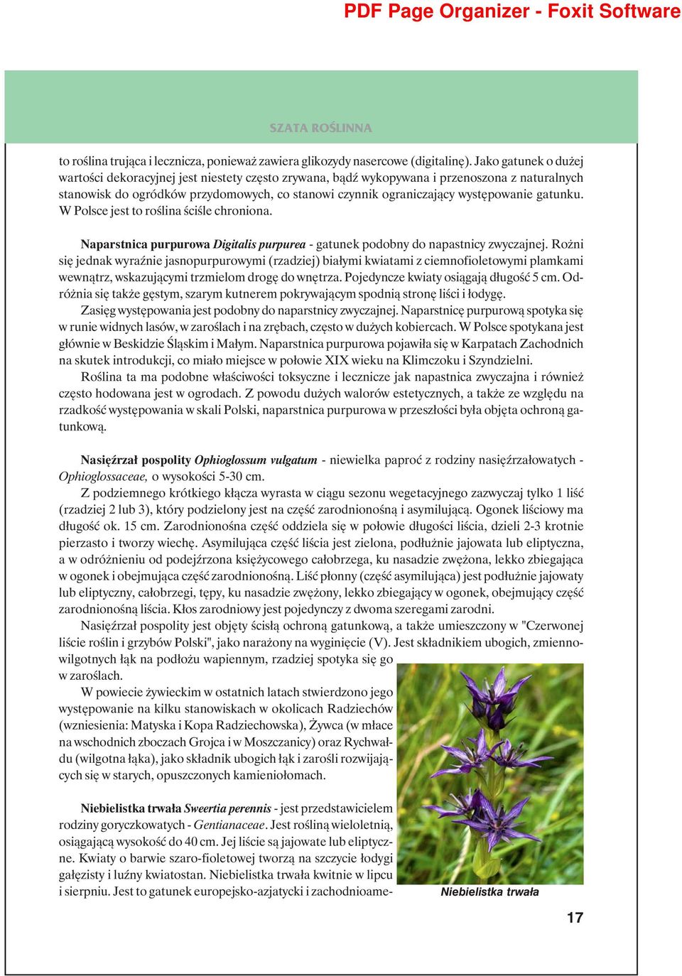 gatunku. W Polsce jest to roślina ściśle chroniona. Naparstnica purpurowa Digitalis purpurea - gatunek podobny do napastnicy zwyczajnej.