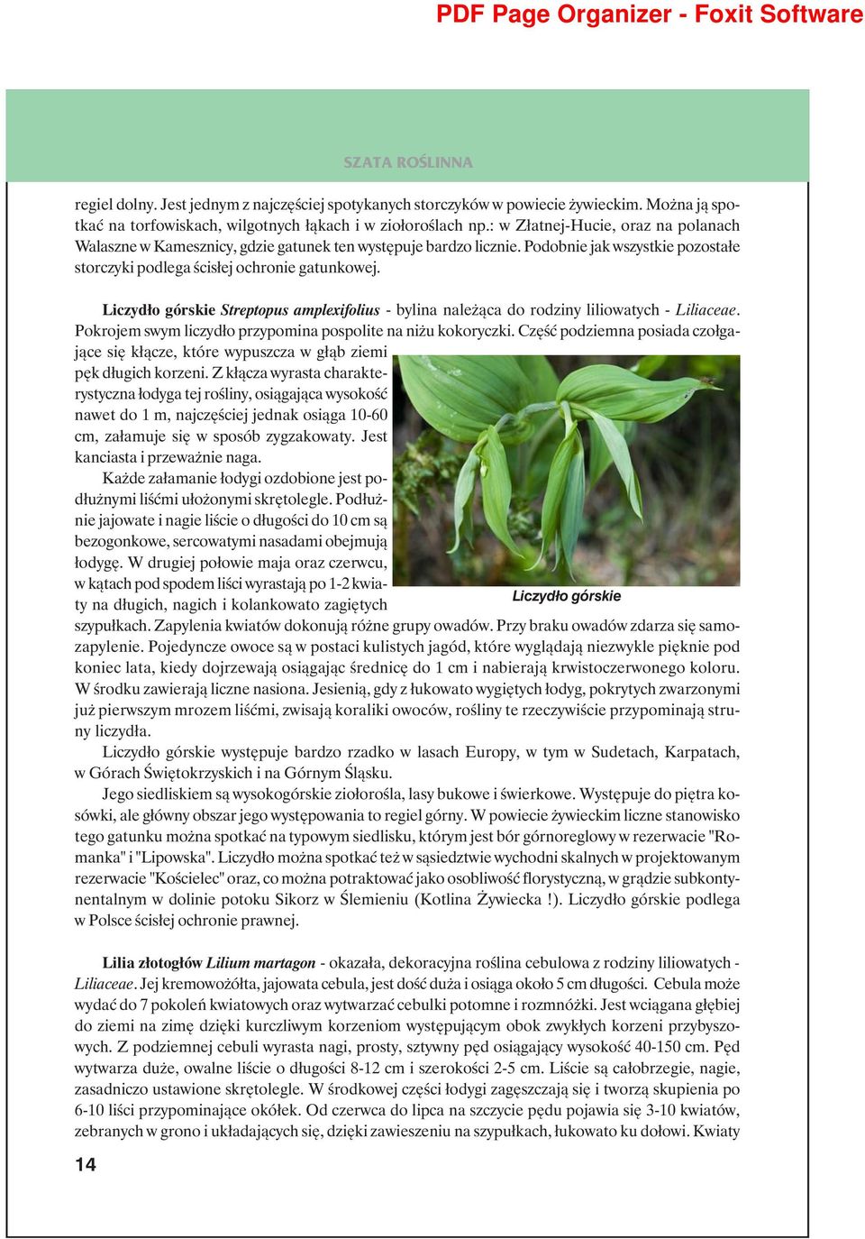 Liczydło górskie Streptopus amplexifolius - bylina należąca do rodziny liliowatych - Liliaceae. Pokrojem swym liczydło przypomina pospolite na niżu kokoryczki.