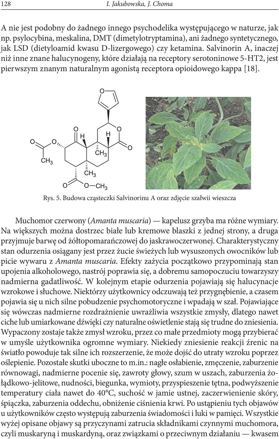 Salvinorin A, inaczej niż inne znane halucynogeny, które działają na receptory serotoninowe 5-