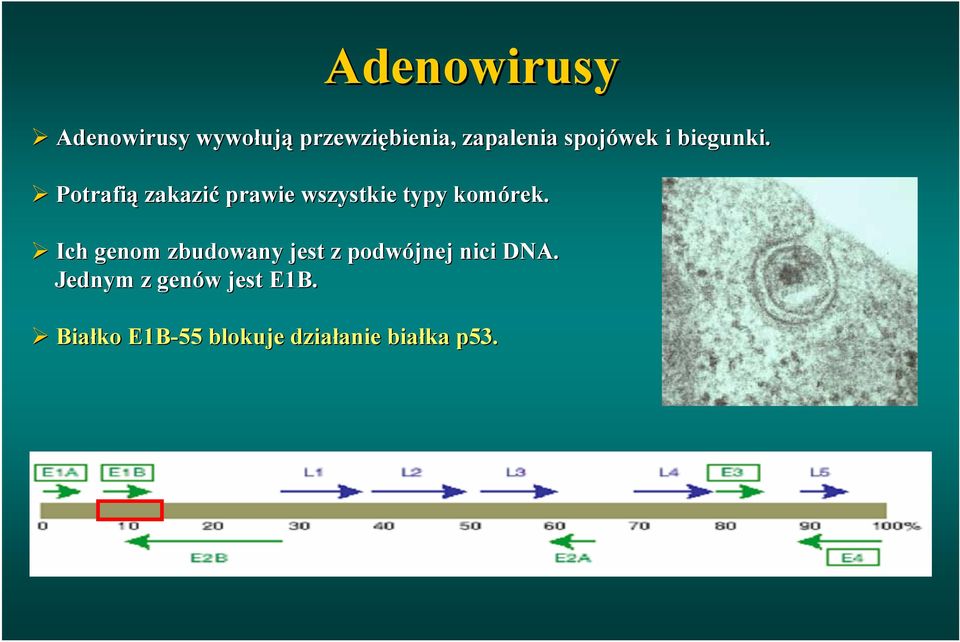 Potrafią zakazić prawie wszystkie typy komórek.