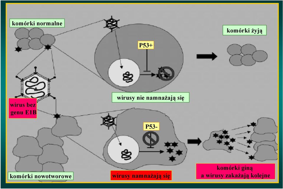 P53- komórki nowotworowe wirusy