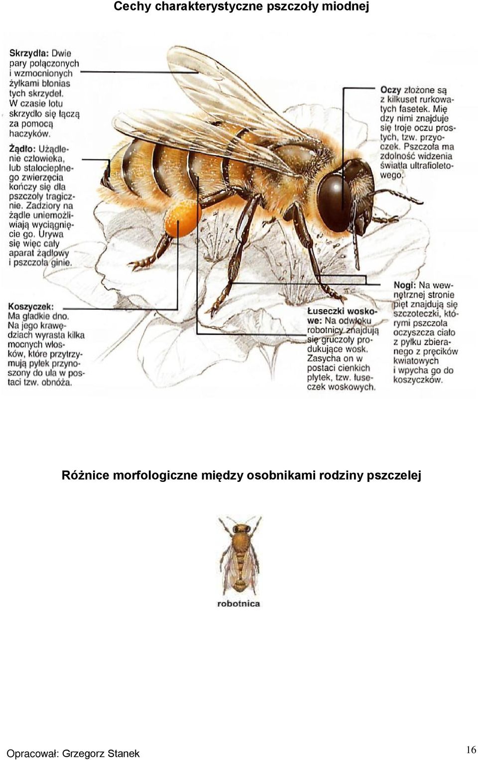 morfologiczne między osobnikami