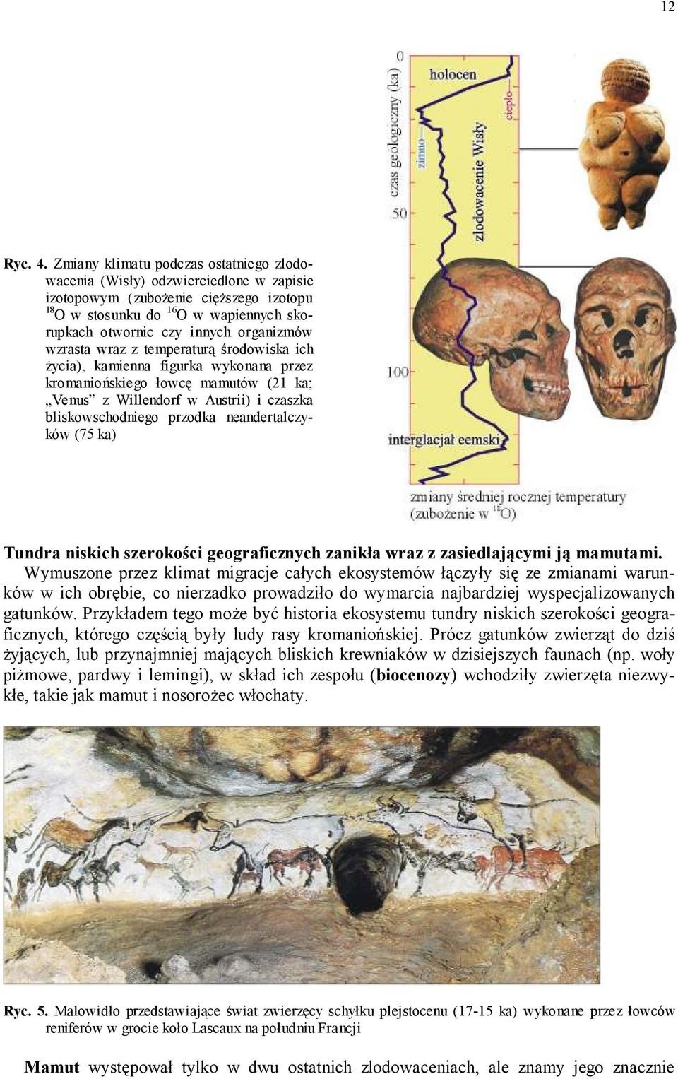 wzrasta wraz z temperaturą środowiska ich życia), kamienna figurka wykonana przez kromaniońskiego łowcę mamutów (21 ka; Venus z Willendorf w Austrii) i czaszka bliskowschodniego przodka