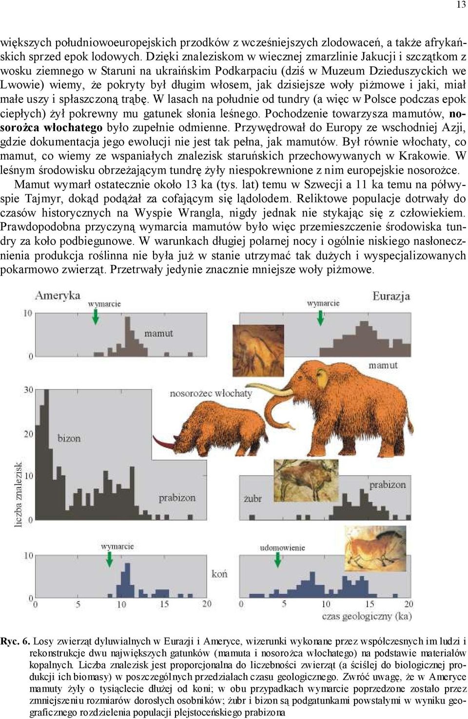 dzisiejsze woły piżmowe i jaki, miał małe uszy i spłaszczoną trąbę. W lasach na południe od tundry (a więc w Polsce podczas epok ciepłych) żył pokrewny mu gatunek słonia leśnego.