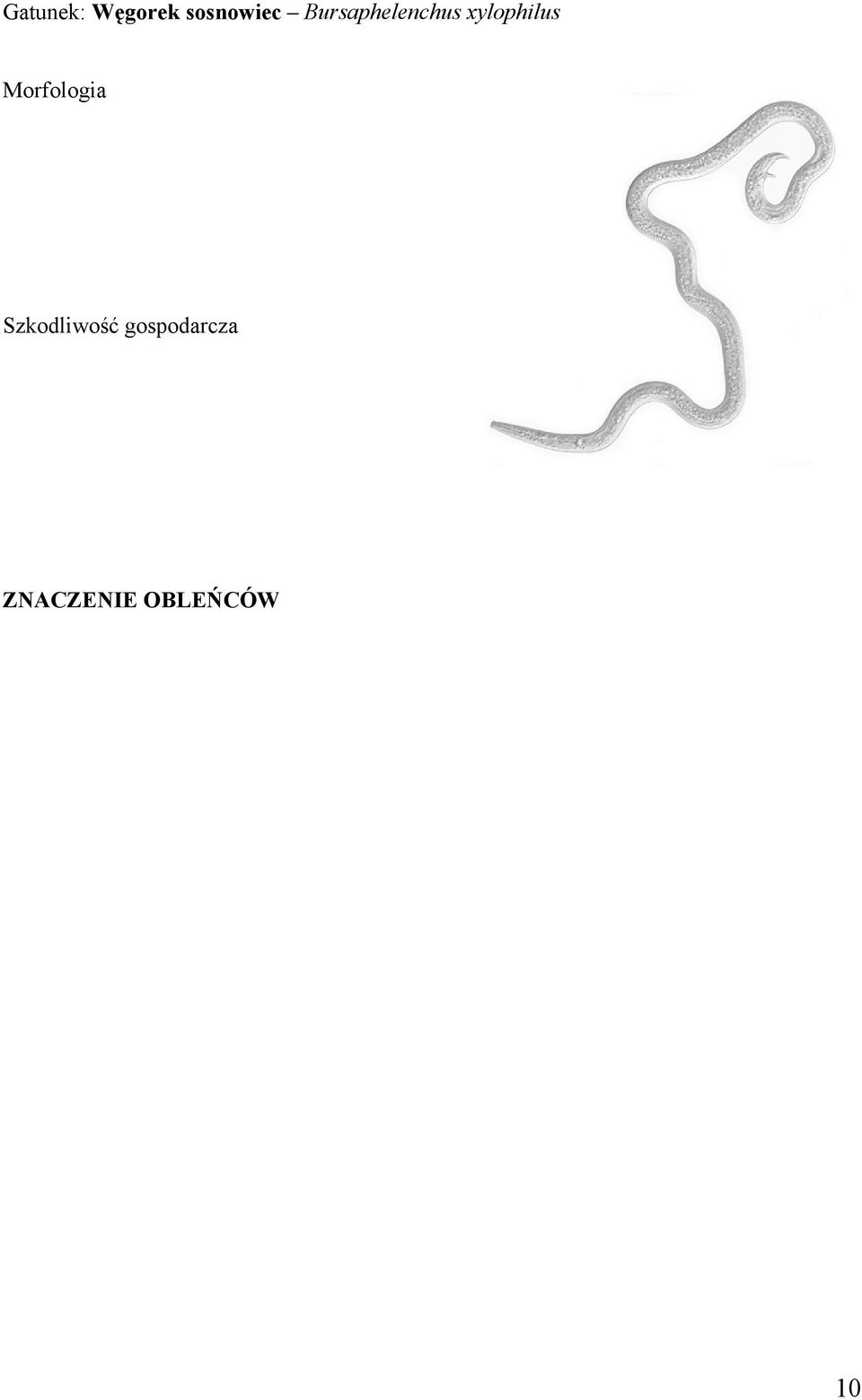Morfologia Szkodliwość