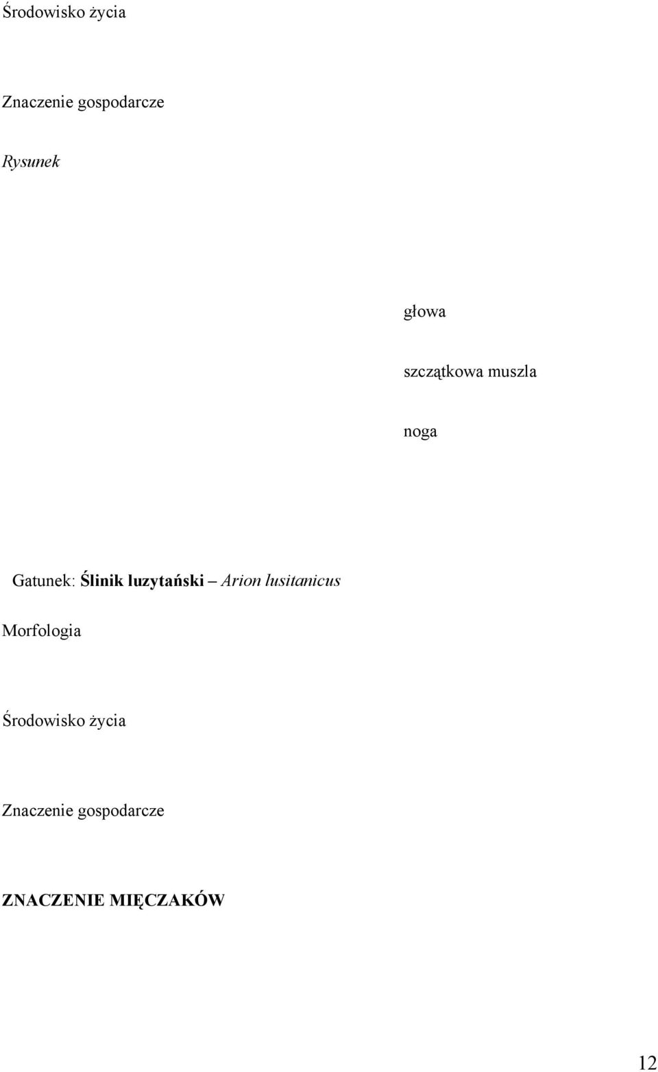 luzytański Arion lusitanicus Morfologia
