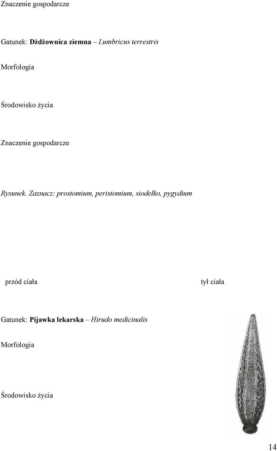 Zaznacz: prostomium, peristomium, siodełko, pygydium przód ciała tył