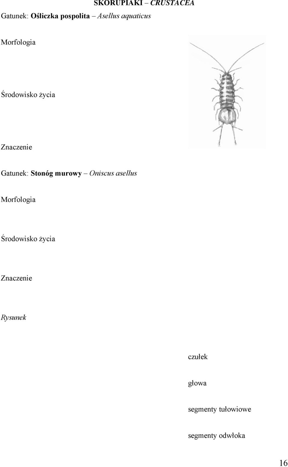 Stonóg murowy Oniscus asellus Morfologia Środowisko życia