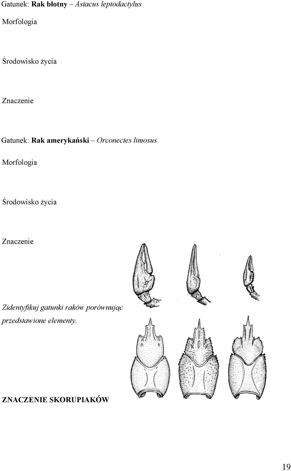 Orconectes limosus Morfologia Środowisko życia Znaczenie