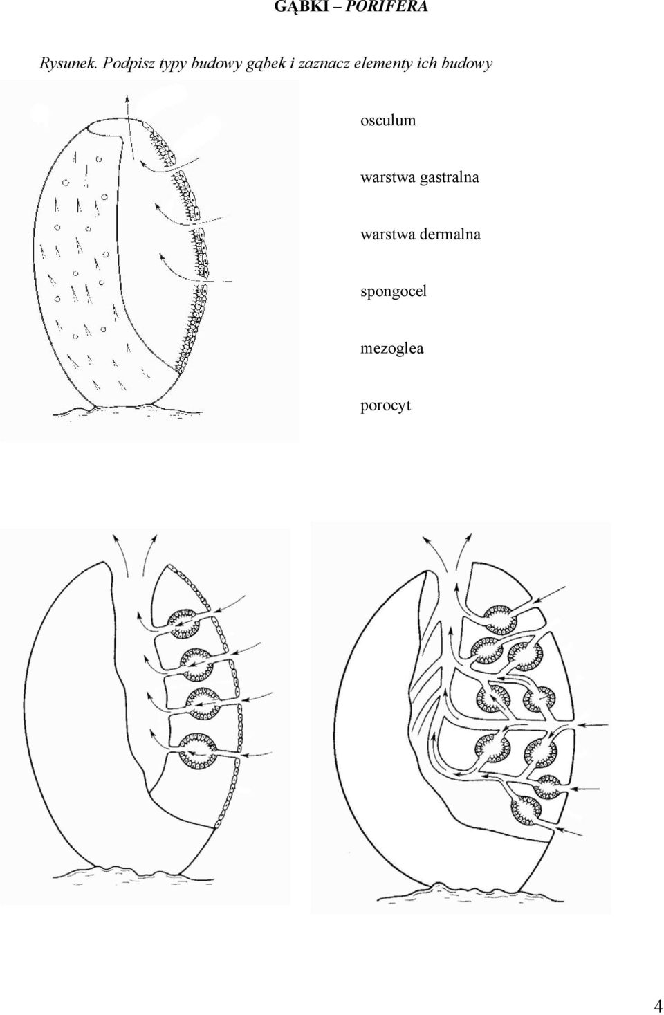 elementy ich budowy osculum warstwa