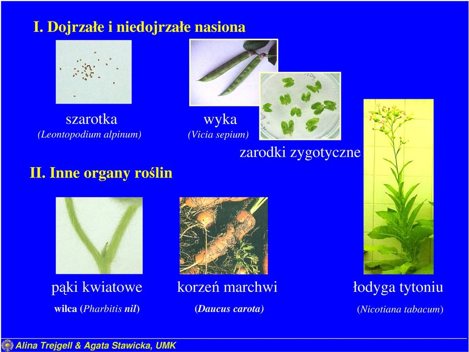 Inne organy roślin wyka (Vicia sepium) zarodki zygotyczne